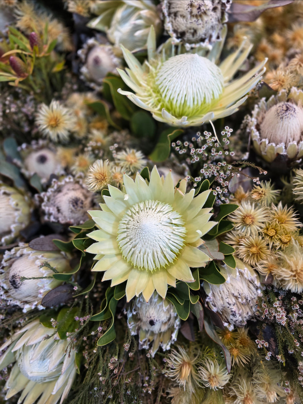 Parasol Proteas