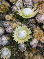 Parasol Proteas